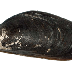 Mussel PNG