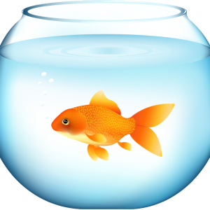 Goldfish PNG