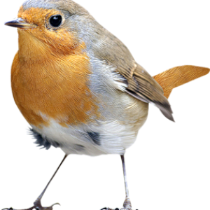 Bird PNG