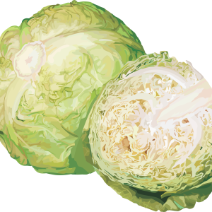Cabbage PNG image