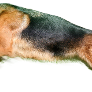 dog PNG image