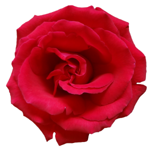 Rose png image, free picture download
