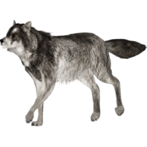 Wolf PNG