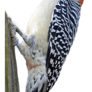 Woodpecker PNG