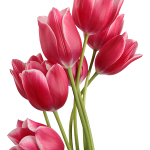 Tulips PNG image