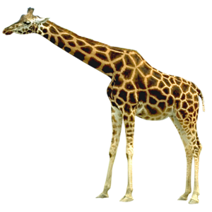 Giraffe PNG
