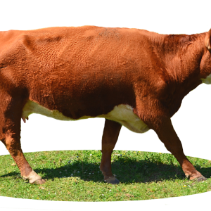 cow PNG