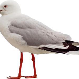 Gull PNG