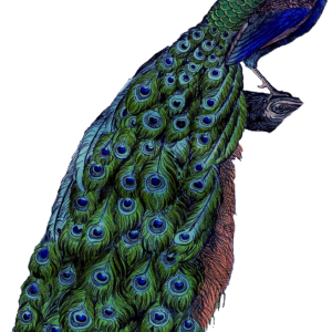 Peacock PNG