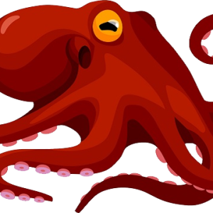 Octopus PNG