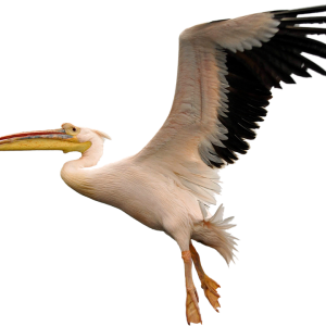 Pelican PNG