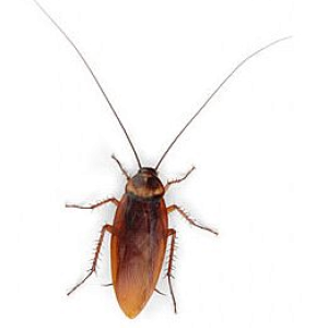 Roach PNG