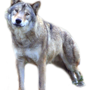 Wolf PNG