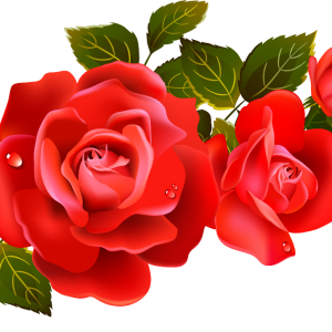 Rose PNG