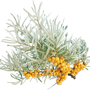 Sea buckthorn PNG