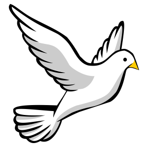 white dove pigeon PNG