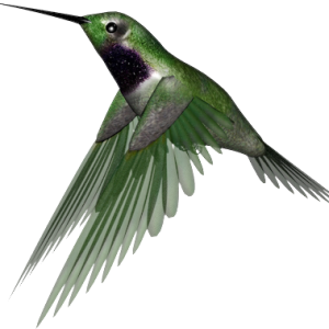 Hummingbird PNG