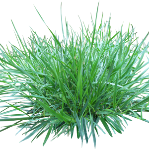 grass png image, green picture