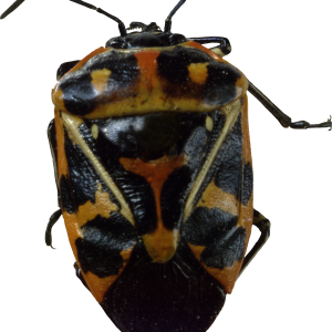 bug PNG image