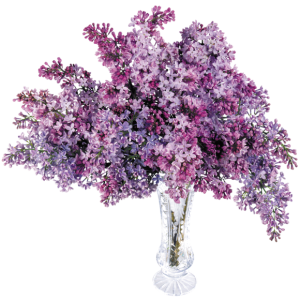 Lilac PNG