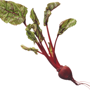 Beet PNG