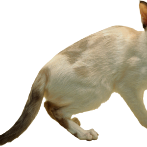 Cat PNG