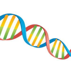 DNA PNG