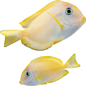 Fish PNG