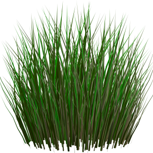 Grass green picture PNG