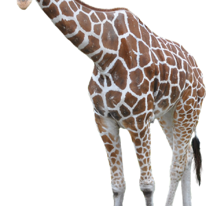 Giraffe PNG