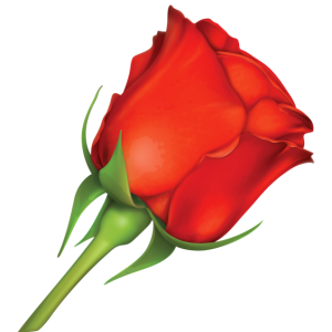 Rose PNG