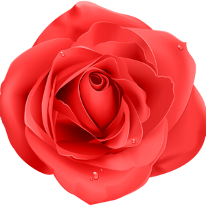 Rose PNG