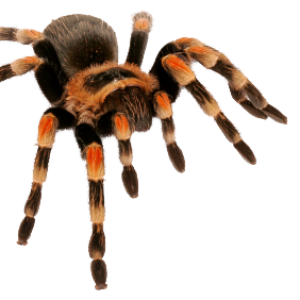 Spider PNG image