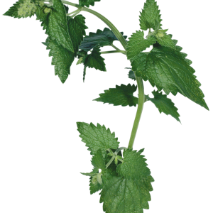 Nettle PNG