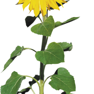 Sunflower PNG