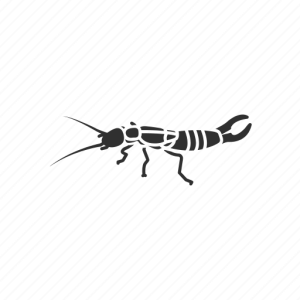 Earwig PNG