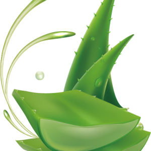 Aloe vera PNG