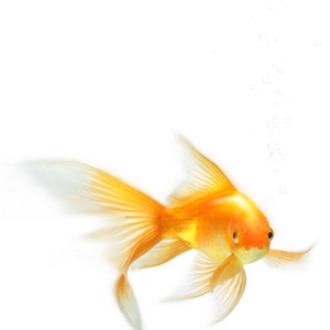 Goldfish PNG