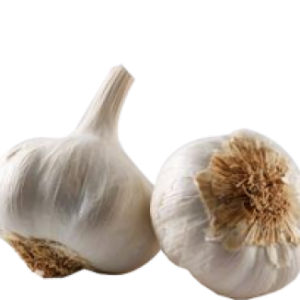 Garlic PNG