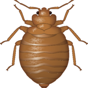 Bed bug PNG