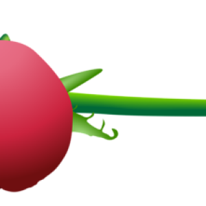Rose PNG