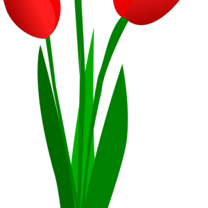 Tulip PNG image