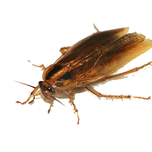 Roach PNG