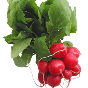 Radish PNG