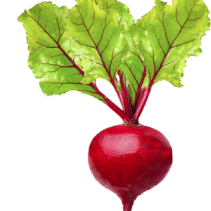 Radish PNG