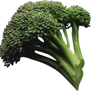 Broccoli PNG image