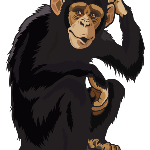 Monkey PNG