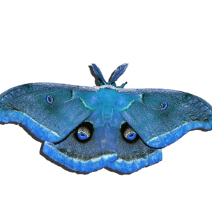 Moth PNG