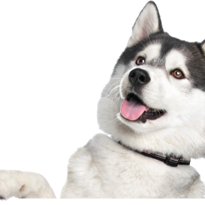 Husky PNG