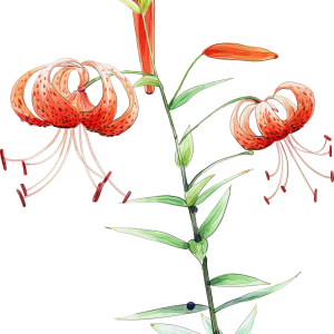 Lilium PNG
